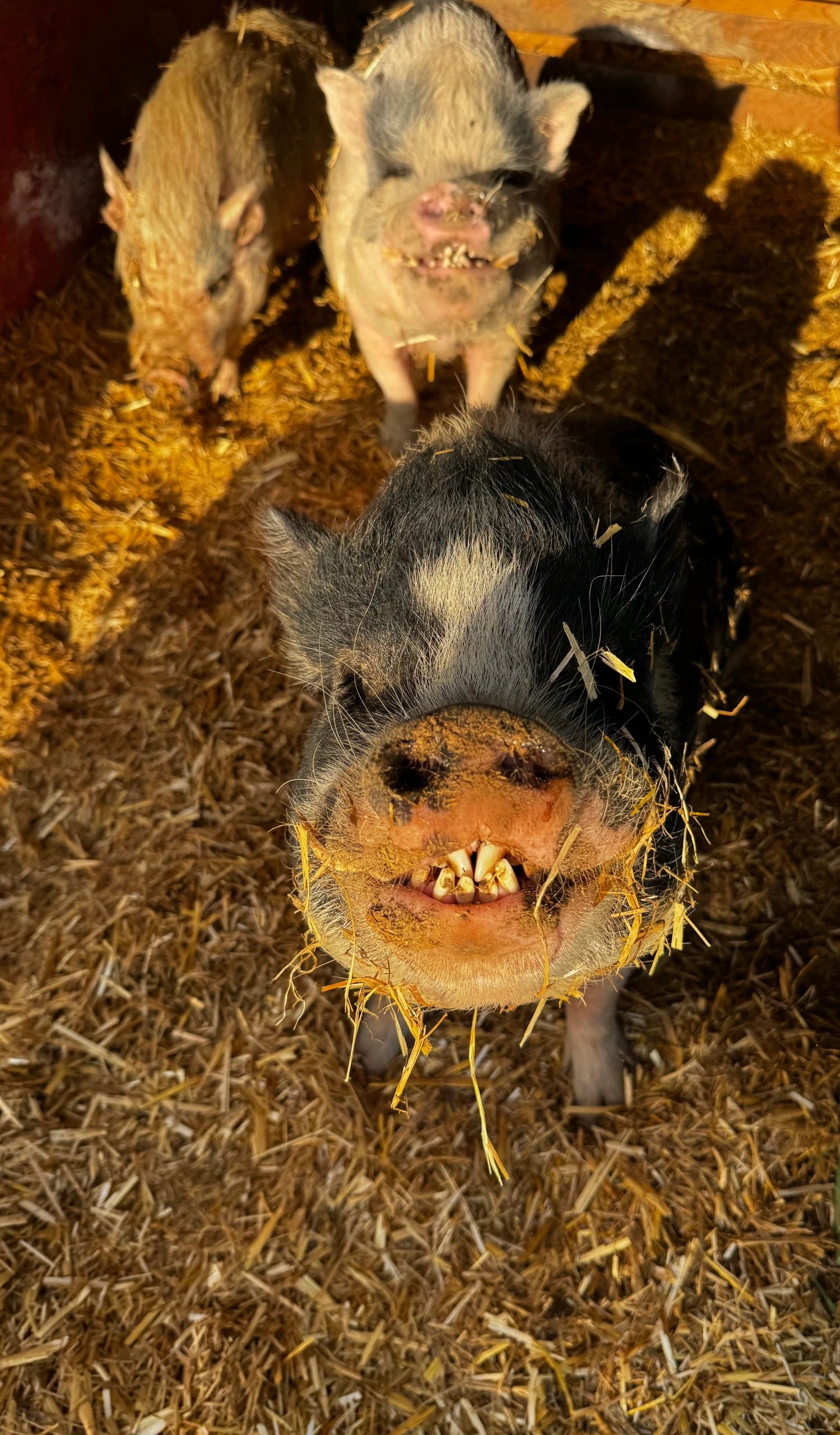 Pig Luv Co